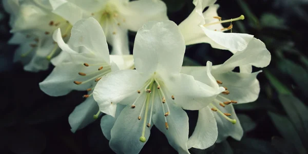 Ramo de Rhododendron branco. Arbusto florido . — Fotografia de Stock