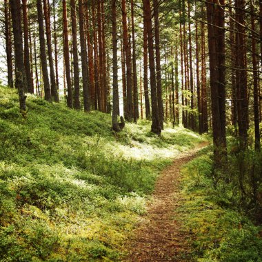Yol çam ağacı Grove'da. Güneşli yaz gün.