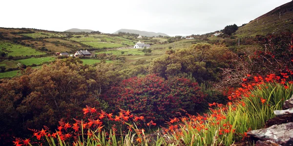 Paesaggio marino con fiori d'arancio crocosmia nella contea di Kerry - vintage — Foto Stock