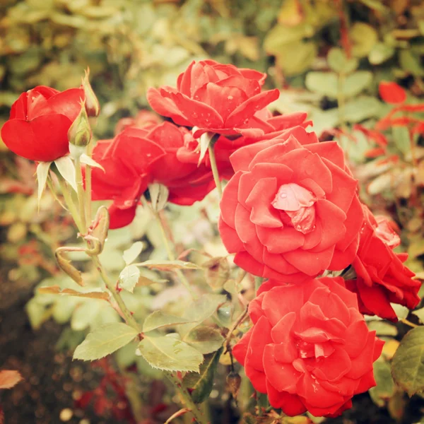 Red Rose bush - vintage effect.