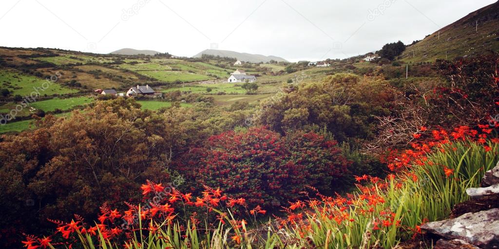 Seascape with orange crocosmia flowers in County Kerry - vintage