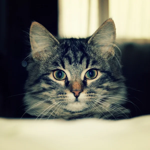 Small grey kitten looking after his human - retro photo.