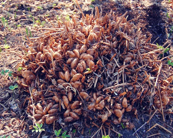 Новий сезон Папороть нирки - ретро фільтр. Рання весна в ботанічному саду, Рига, Латвія. — стокове фото