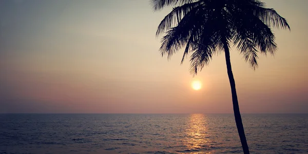Lone palm tree on the sunset - retro filter. Sunset in Varkala, Kerala, India.