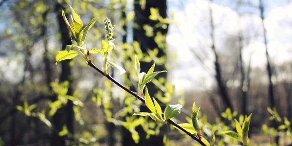 春。芽や枝 - マクロ背景トーン フィルター. — ストック写真