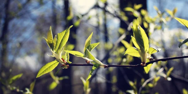 芽や枝 - マクロ背景トーン フィルター. — ストック写真