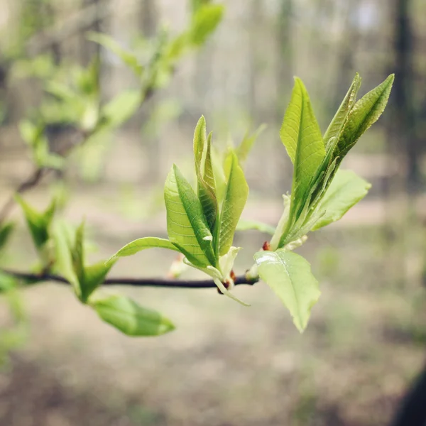 First gentle leaves and buds on the tree - retro photo. — Stock Photo, Image