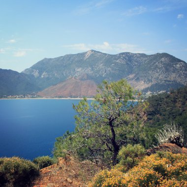 Adrasan Bay görünümünü. Çam ağacı ve deniz - vintage fotoğraf. 