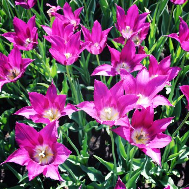 Mor Lale çiçek. Vintage Fotoğraf. Portre. 