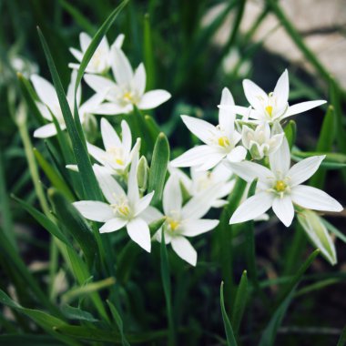 Allium Humile, küçük beyaz çiçekler. Tonda fotoğraf.