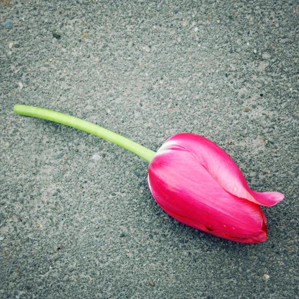 Πεσμένα τουλίπα. Ηλικίας φωτογραφία. Ροζ λουλούδι στην άσφαλτο. Κινηματογράφηση σε πρώτο πλάνο. — Φωτογραφία Αρχείου