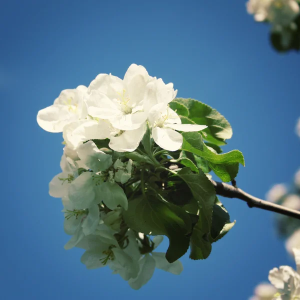 Rama de flor del manzano sobre un fondo azul. Foto retro . — Foto de Stock