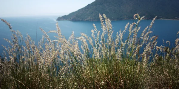 Blick auf die Bucht von Adrasan. trockenes Federgras und Meer. Alter Foto. — Stockfoto