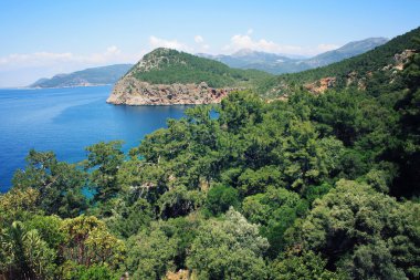 Türkiye'nin güney sahilinde çam ağaçları.