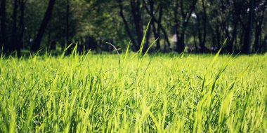 Yeşil çimenlerin üzerinde koyu arka plan. Retro fotoğraf.
