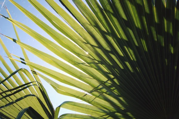 Sonnenlicht fällt durch Palmblätter. Alter Foto. — Stockfoto