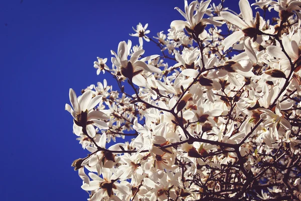 繊細なマグノリアの花。トーンの写真. — ストック写真