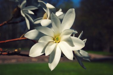 Manolya ağacının kremsi çiçeği. Vintage Fotoğraf.