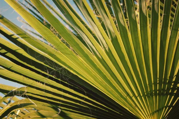 Palma liść efekt vintage. Światło słoneczne pada. — Zdjęcie stockowe