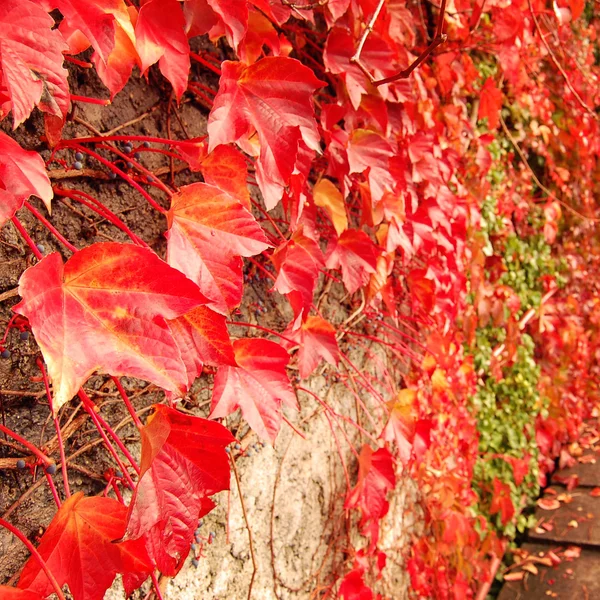 红色的常春藤爬山虎叶石头墙上. — 图库照片
