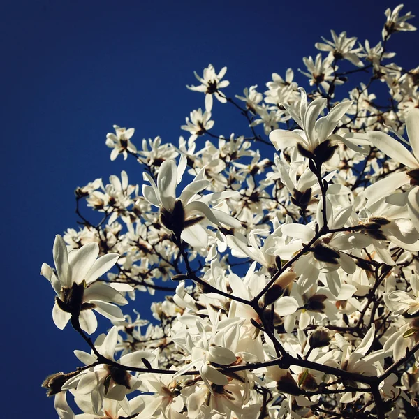 Flores blancas en el árbol de Magnolia. Foto envejecida . — Foto de Stock