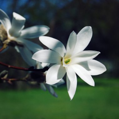 Hassas Manolya çiçek. Retro fotoğraf.