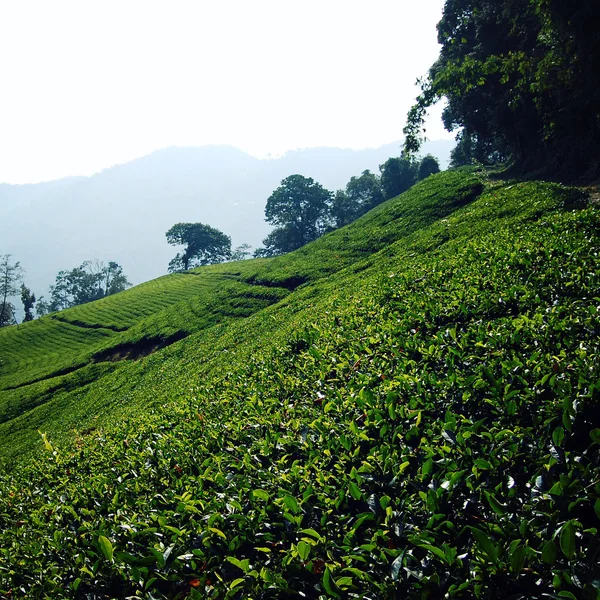Darjeeling tea plantation. Vintage filter photo.