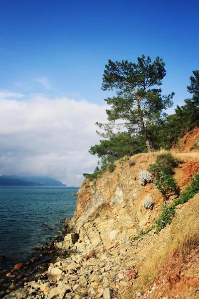 在海湾上查看。松树林和大海。岁的照片. — 图库照片