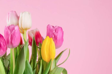 Açık pembe zemin üzerinde güzel renkli laleler ve metin için kopyalama alanı. Kutlama kartı dizaynı - Anneler Günü, Kadınlar Günü, 8 Mart veya Sevgililer Günü konsepti. Seçici odak