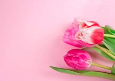 Pembe arka planda güzel renkli laleler ve metin için fotokopi alanı olan buketin yakın çekimi. Kutlama kartı dizaynı - Anneler Günü, Kadınlar Günü, 8 Mart veya Sevgililer Günü konsepti. Seçici odak