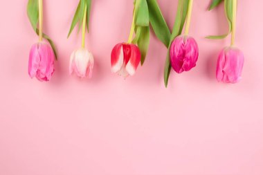 Beautiful colorful tulips against light pink background with copy space for text. Design for greeting card - Mothers Day, Women Day, 8 March or Valentines Day concept. Selective focus