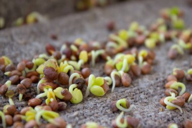 Mikroyeşil. Çuval bezinde büyüyen mikro yeşillik. Organik yüksek kaliteli bitki tohumlarından filizlenen yeşil filizler. Balkon bahçe ve organik ev yapımı gıda konsepti. Seçici odak