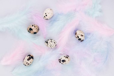 Çok renkli pastel tüylü bıldırcın yumurtalarıyla güzel bir Paskalya kompozisyonu. Paskalya yumurtası arka planı çok az düz. Seçici odak