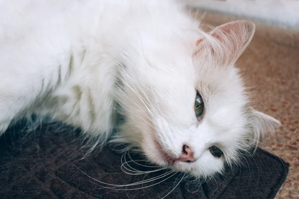 Hasta beyaz kediyi yakından görmek için veteriner kliniğinde kahverengi bir battaniyeye uzanır. Kedi sağlığı, yavru kediler ve kedi hastalıkları ile ilgili sorunlar. Seçici odak