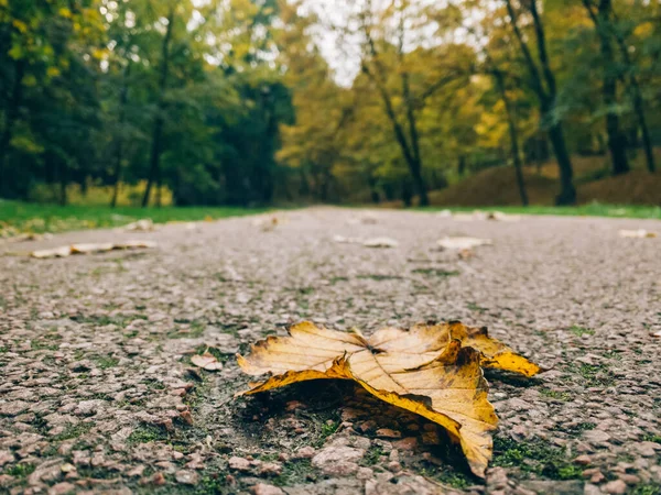 秋天的森林或公园路,黄叶飘落-美丽的秋天背景风景.多彩的树叶飘落。有选择的重点 — 图库照片