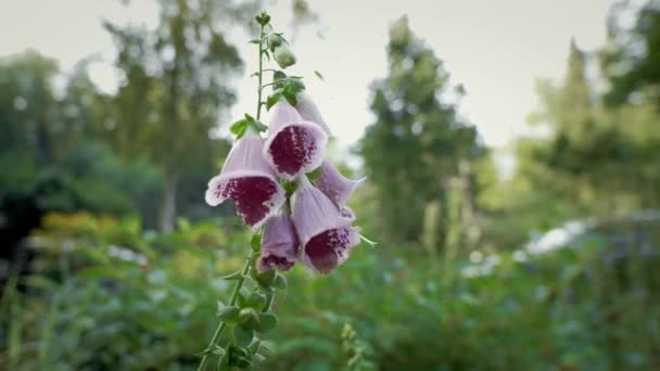 Close-up zicht op roze handschoen in de zomertuin. Natuur bij het huis. — Stockvideo