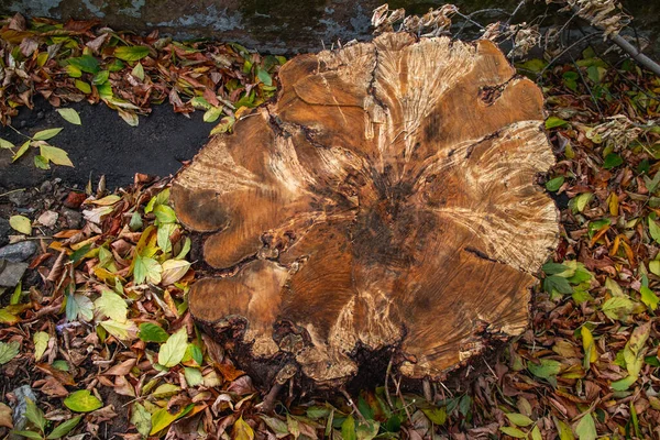 Il tronco di un albero abbattuto è una sezione del tronco con anelli annuali. Struttura primo piano. La distruzione degli alberi per i bisogni dell'umanità ha portato ad un disastro ambientale. — Foto Stock