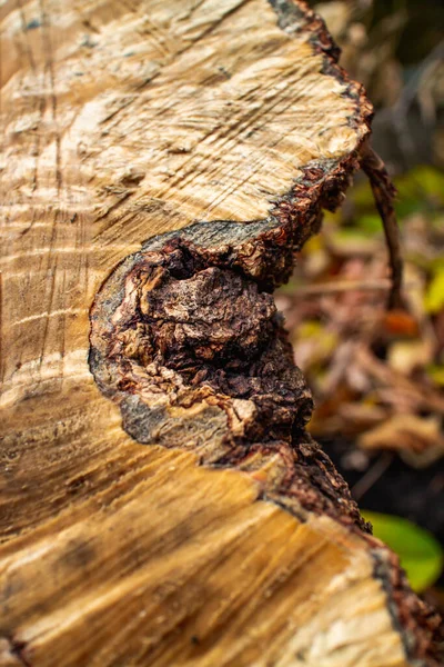 Pahýl pokáceného stromu. Detailní záběr textury řezu kůry. Zničení stromů pro potřeby lidstva vedlo k ekologické katastrofě. — Stock fotografie