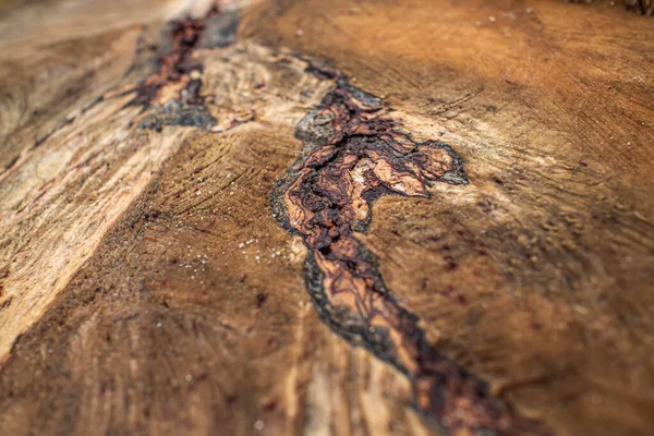 Il ceppo di un albero abbattuto. Struttura primo piano. La distruzione degli alberi per i bisogni dell'umanità ha portato ad un disastro ambientale. — Foto Stock