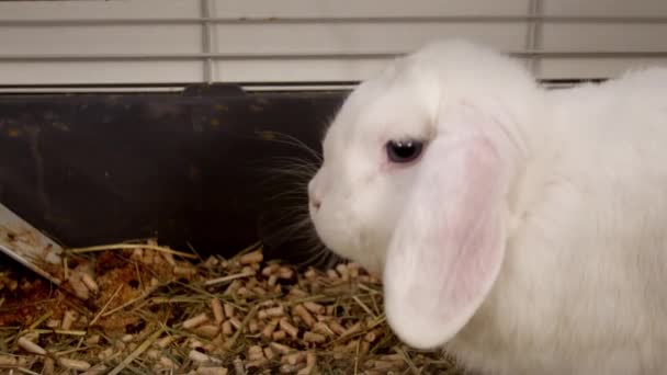 家の檻の中の白いウサギ. — ストック動画