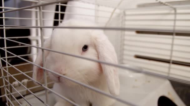Білий кролик в домашній клітці . — стокове відео
