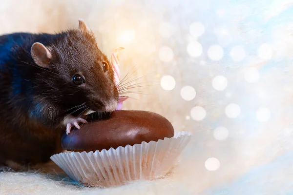 En rotte fejrer sin fødselsdag og spiser en kage med et lys på lys baggrund Stock-foto