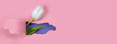 Kırmızı kağıttaki delikten beyaz bir lale görünüyor. İçeride, mavi bir renk ve yeşil bir yaprak gösterilir..