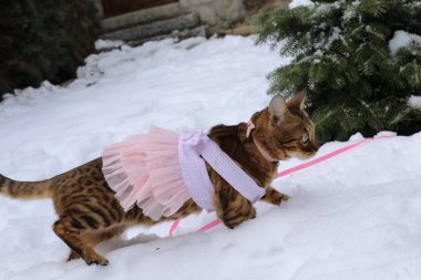 Pembe tasmalı ve aksesuarlı sevimli küçük kedi kış bahçesinde yürüyor.