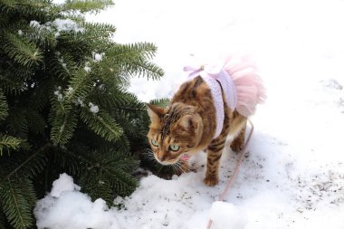 Pembe tasmalı ve aksesuarlı sevimli küçük kedi kış bahçesinde yürüyor.