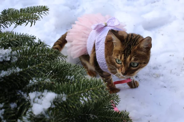 adorable little cat with pink leash and accessories having walk in winter garden