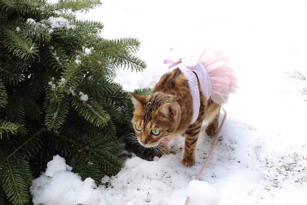 Rozkošná Malá Kočka Růžovým Vodítkem Doplňky Procházkou Zimní Zahradě — Stock fotografie