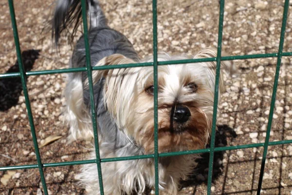 Close Shot Adorable Yorkshire Terrier Fence — Stock Photo, Image