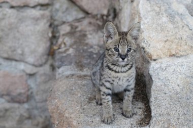 Güzel, rahatlatıcı, egzotik kedinin yakın plan çekimi.