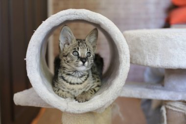 Güzel, rahatlatıcı, egzotik kedinin yakın plan çekimi.